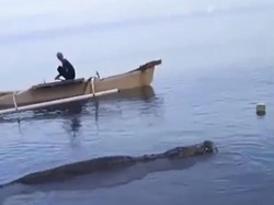 Buaya 3 Meter Lepas dari Jaring Nelayan di Donggala, Warga Diminta Waspada