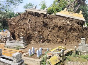 Viral Beringin Raksasa di TPU Malang Roboh hingga Jenazah Terangkat