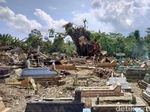 5 Fakta Beringin Roboh di TPU Malang hingga Jenazah dalam Makam Terangkat