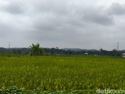 Panen Raya Lebih Awal, Kuningan Jaga Pasokan Beras