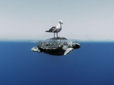 Karya Jawara Kontes Foto Laut Dunia, Bikin Takjub hingga Merinding