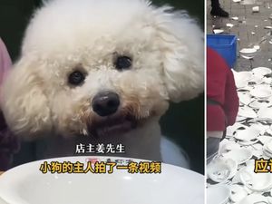 Usai Anjing Masuk Restoran, Pemilik Hancurkan 600 Alat Makan!