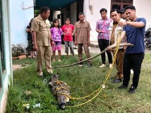 Buaya Masuk Kolam Ikan Warga di Banyuasin, Sudah Dievakuasi Tim Gabungan