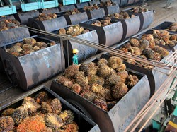 Petani Sawit Buka Suara soal Badan Ekspor, Ingatkan Potensi Monopoli