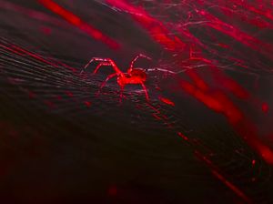 Ilmuwan Ciptakan Laba-laba yang Hasilkan Sutra Merah Menyala