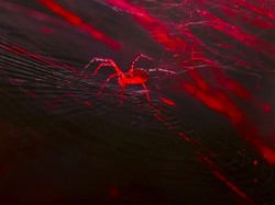 Ilmuwan Ciptakan Laba-laba yang Hasilkan Sutra Merah Menyala