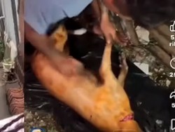 Heboh Sekelompok Orang Diduga Pesta Daging Anjing Panggang di Nusa Penia