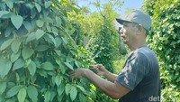 Cabai Jamu Jadi Ladang Cuan Petani di Lumajang