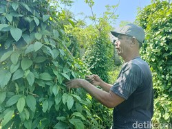 Cabai Jamu Jadi Ladang Cuan Petani di Lumajang