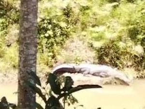 Geger Buaya 3 Meter Muncul di Belakang Kantor DPMD Muna Barat