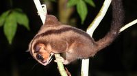 Spesies Disangka Punah Selama 6.000 Tahun Ditemukan di Papua Nugini