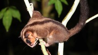 Spesies Disangka Punah Selama 6.000 Tahun Ditemukan di Papua Nugini