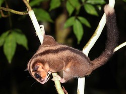 Spesies Disangka Punah Selama 6.000 Tahun Ditemukan di Papua Nugini