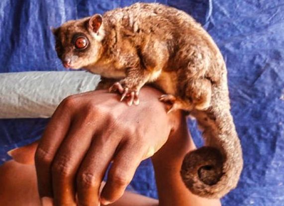 Pygmy long-fingered possum (Dactylonax kambuayai) dan Ring-tailed glider (Tous ayamaruensis) nan diyakini telah punah selama kurang lebih 6.000 tahun.