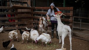 Suaka Hewan Bertahan di Tengah Perang