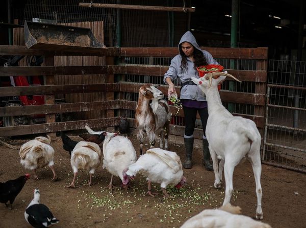 Suaka Hewan Bertahan di Tengah Perang