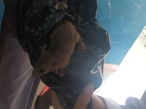 Ada Tikus Muncul dari Boks Ompreng MBG di Semarang, Kapan Masuknya?