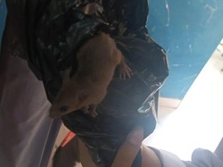 Hiii! Siswa SMKN 8 Semarang Kaget Ada Tikus Muncul dari Boks Ompreng MBG