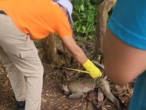 Monyet Serang Balita di Pamekasan hingga Tewas, Berujung Dibunuh Pemilik