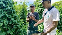 Manfaatkan Lahan Kosong, Petani Lumajang Sukses Budidaya Cabe Jamu
