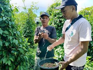 Manfaatkan Lahan Kosong, Petani Lumajang Sukses Budidaya Cabe Jamu