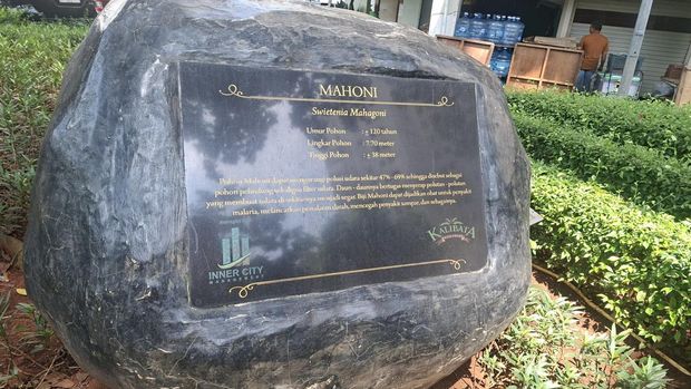 Pohon Mahoni raksasa 120 Tahun di Kalibata, Jaksel
