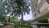 Wuih, Ternyata Ada Pohon Mahoni Raksasa Berusia 120 Tahun di Jakarta