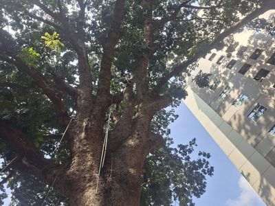 Penampakan Pohon Mahoni Raksasa 120 Tahun, Saksi Bisu Perkembangan Jakarta