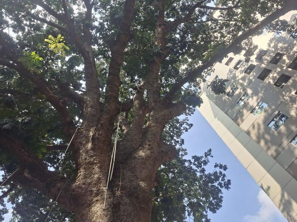 Penampakan Pohon Mahoni Raksasa 120 Tahun, Saksi Bisu Perkembangan Jakarta