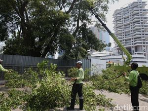Antisipasi Pohon Tumbang di Jakarta