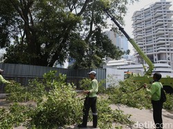 Video: Pramono Dorong Antisipasi El Nino, Pemangkasan Pohon Terus Dilakukan!