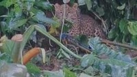 Macan Tutul Terjerat Dekat Permukiman di Bogor