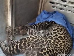 Macan Tutul Terjerat Dekat Permukiman Warga di Bogor Dievakuasi