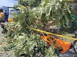Pengendara Motor di Palembang Tewas Tertimpa Pohon Tumbang