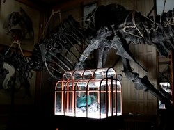 Video: Penampakan Tas dari Kolagen T-Rex di Belanda