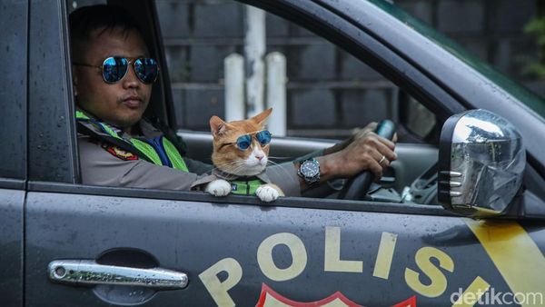 Kucing Oyen Jadi Partner Patroli, Cara Jitu Polisi Dekati Warga