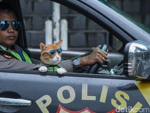 Kucing Oyen Jadi Partner Patroli, Cara Jitu Polisi Dekati Warga