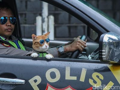 Kucing Oyen Jadi Partner Patroli, Cara Jitu Polisi Dekati Warga