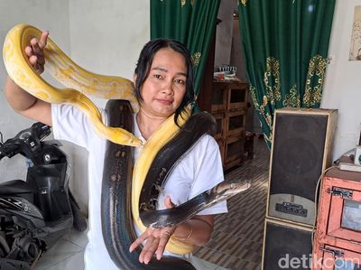 Perempuan di Jombang Hobi Pelihara Belasan Ekor Ular Piton