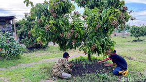 Dari Lahan Tandus Jadi Kebun Produktif, Kelengkeng Yulianto Panen Ratusan Juta