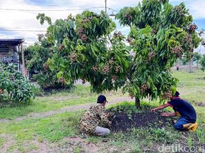 Dari Lahan Tandus Jadi Kebun Produktif, Kelengkeng Yulianto Panen Ratusan Juta