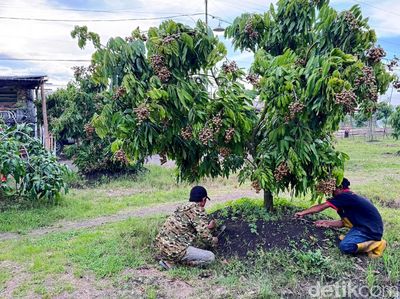 Dari Lahan Tandus Jadi Kebun Produktif, Kelengkeng Yulianto Panen Ratusan Juta