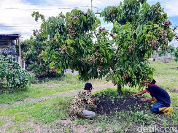 Dari Lahan Tandus Jadi Kebun Produktif, Kelengkeng Yulianto Panen Ratusan Juta
