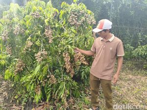 Segini Omzet Yulianto Hasil Sulap Lahan Kritis Jadi Kebun Kelengkeng