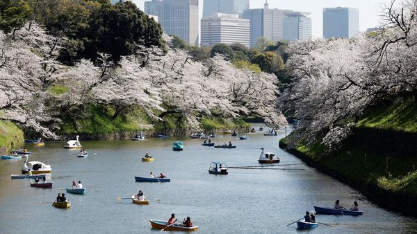 Menyusuri Sungai Tokyo, Nikmati Mekarnya Sakura