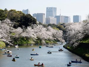 Menyusuri Sungai Tokyo, Nikmati Mekarnya Sakura