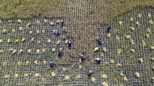 Panen Raya Dorong Kenaikan Produksi Padi Nasional