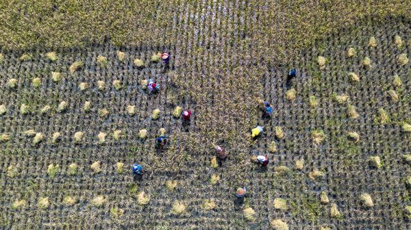 Panen Raya Dorong Kenaikan Produksi Padi Nasional
