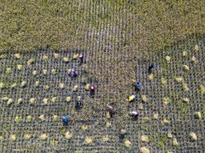 Panen Raya Dorong Kenaikan Produksi Padi Nasional