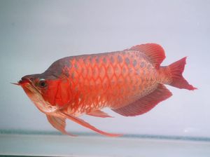 5 Fakta Unik Arwana Red Banjar, Si Mata Juling yang Harganya Terjangkau